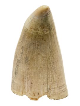 Scrimshaw by J.L. Miller - Puffins on Island