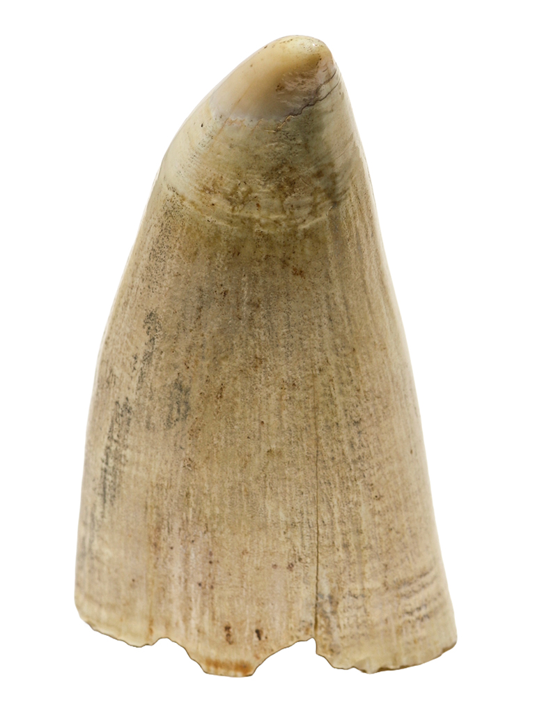 Scrimshaw by J.L. Miller - Puffins on Island