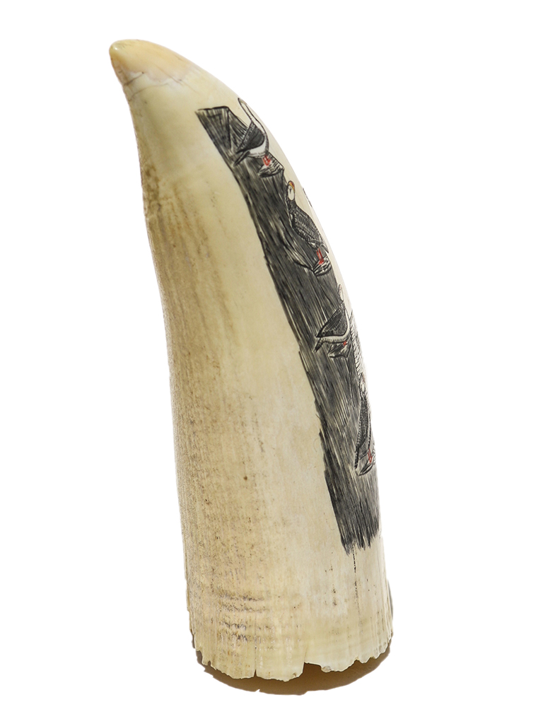 Scrimshaw by J.L. Miller - Puffins on Island