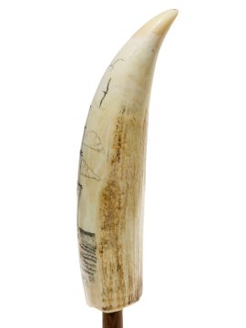 Scrimshaw by C.N. - West Indies 1750