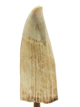 Scrimshaw by C.N. - West Indies 1750