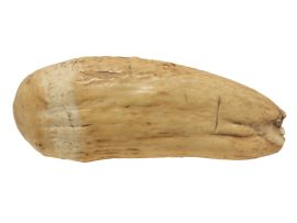 rare raw whale's tooth ivory - scrimshaw collector
