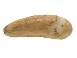 rare raw whale's tooth ivory - scrimshaw collector