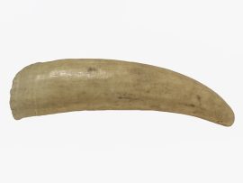 Raw Sperm Whale's Tooth - Scrimshaw Collector