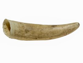 Raw Sperm Whale's Tooth - Scrimshaw Collector