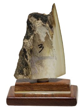 Matt Stothart Scrimshaw - Pheasant on the Wing