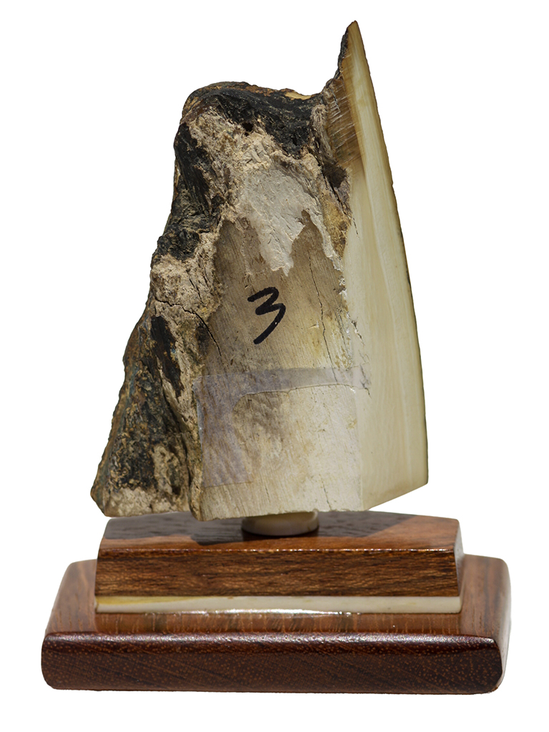 Matt Stothart Scrimshaw - Pheasant on the Wing