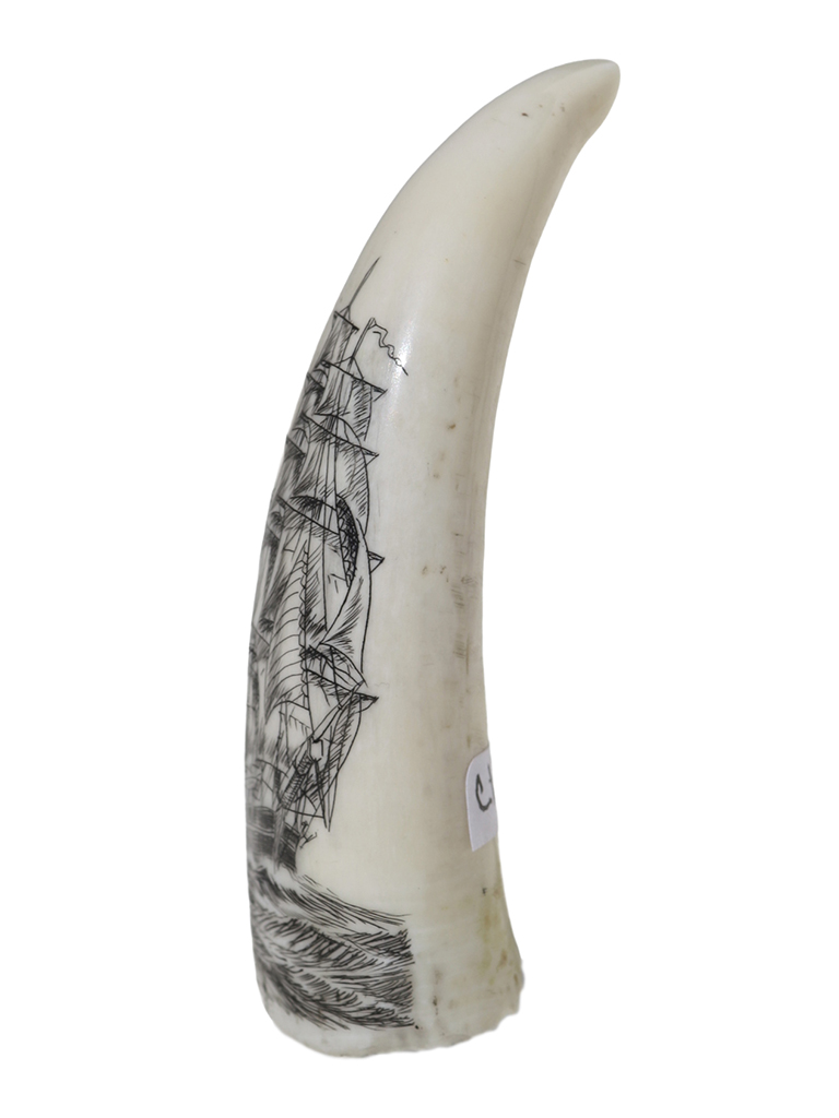 Endivt Scrimshaw - Whale's Tooth Scrimshaw