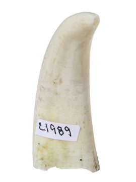 Endivt Scrimshaw - Whale's Tooth Scrimshaw