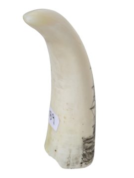 Endivt Scrimshaw - Whale's Tooth Scrimshaw