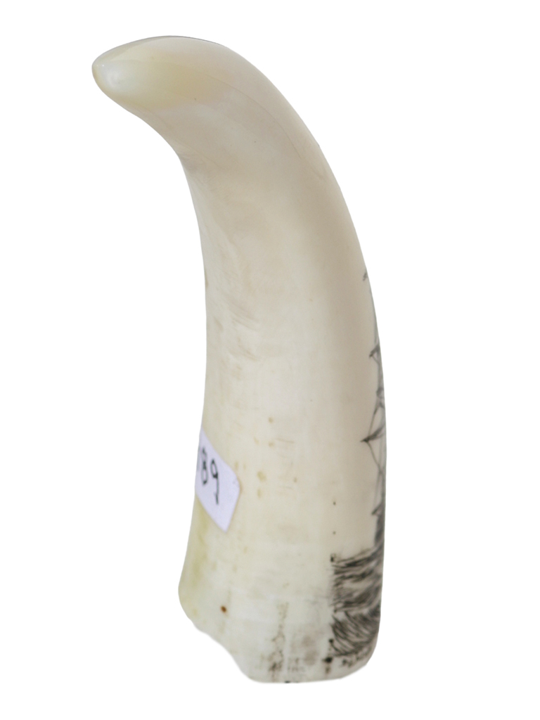 Endivt Scrimshaw - Whale's Tooth Scrimshaw